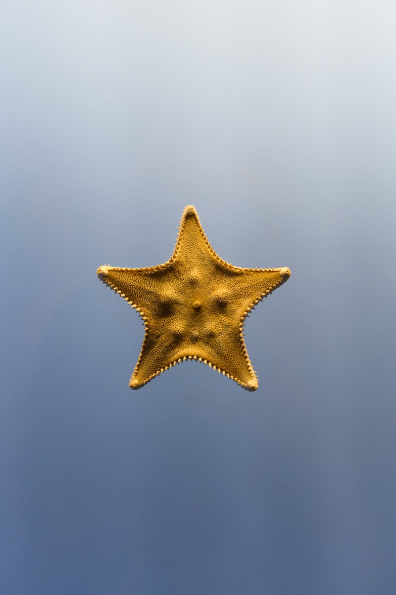 Hello Cookie-cutter Star (Ctenodiscus crispatus). This echinoderm species lives in Arctic waters and feeds on nutrient-rich mud. Search for this specimen the next time you visit Ocean Hall @nmnh.