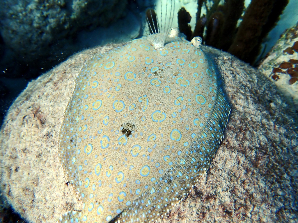 Channel flounders usually rest on the seafloor, but this one wanted a room with a view. Rested atop an old coral head, this flounder quickly changed colors when it was approached, but never swam off. 
📸: <a href="/RossWhippo/">Ross Whippo 🏳️‍🌈</a>