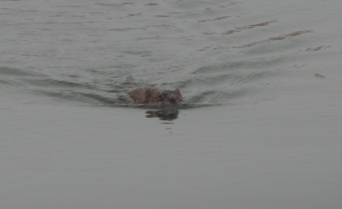 First frigid temps of the season coming in for us next week, they say another polar vortex. I hate the cold but I do love the photo ops. A couple from the last vortex. Nothing stops Eagle or Beaver.