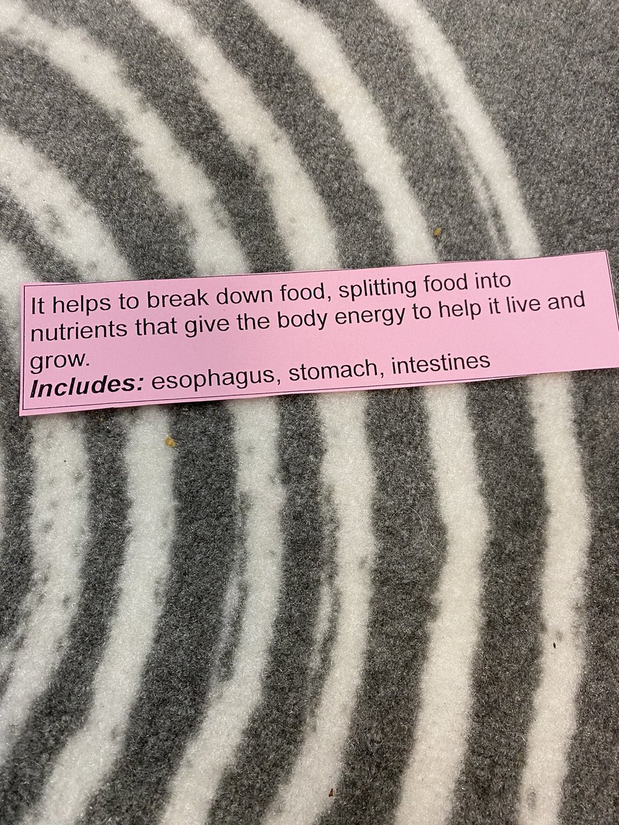 Human Body Systems CKLA reading unit! Sliders sorting the systems and matching organs. Making anchor charts to support our research and learning! <a href="/Tuckahoe3rd/">Tuckahoe 3rd grade</a> @TuckahoeAP <a href="/TuckahoeSchool/">Tuckahoe Elementary School</a> <a href="/APSVirginia/">Arlington Public Schools</a> <a href="/parrish_teacher/">Sarah Parrish</a>