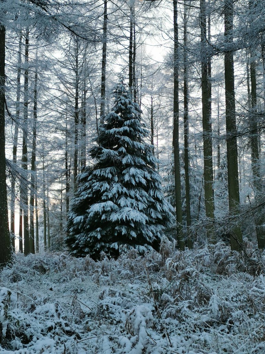 tamsinwesthorpe's tweet photo. Now this is what I call a Christmas tree! #mortimerforest #Ludlow https://t.co/3Wd0Eucph7