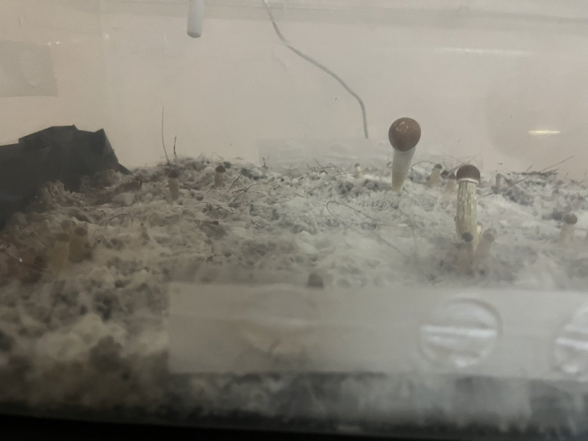 420Roll_premium's tweet photo. KSSS - MagicMushroom https://t.co/0yxFR60kb4