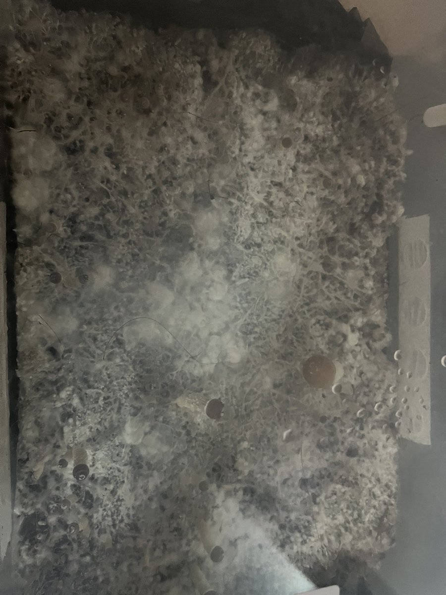 420Roll_premium's tweet photo. KSSS - MagicMushroom https://t.co/0yxFR60kb4