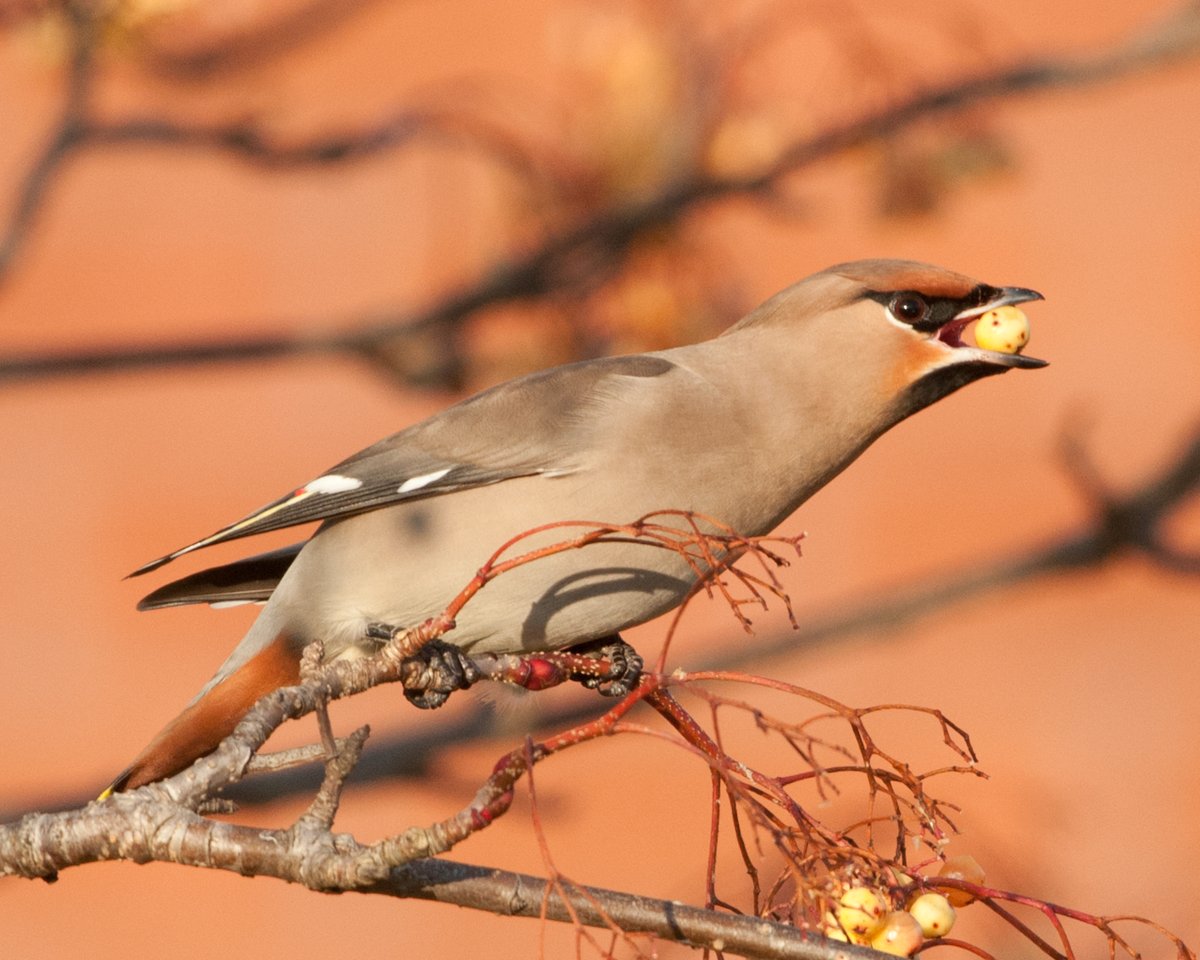 NEWTLtd's tweet image. Waxwings get their name from the red tips to some of their wing feathers, which look like sealing wax #AdventDay23