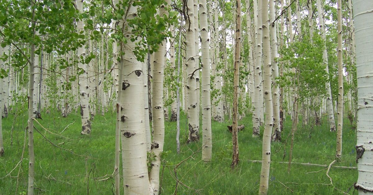 SempervirensFnd's tweet photo. #22of22 8: Together, we celebrated trees around the world! For the #HugATreeChallenge on #EarthDay2022, we shared 50 iconic trees in 50 states with @alltrails top hikes: https://t.co/v49dOL2CaH We’re celebrating our top 22 together in 2022. #Redwoods #SantaCruzMountains https://t.co/cWOzk0gSav