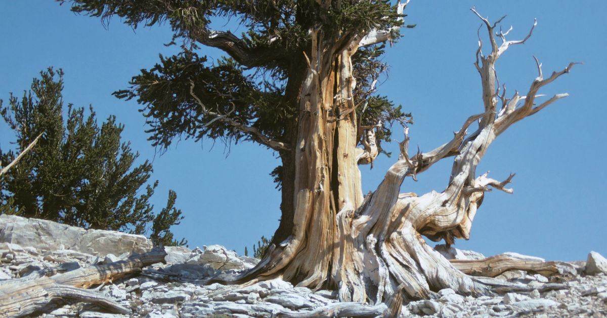 SempervirensFnd's tweet photo. #22of22 8: Together, we celebrated trees around the world! For the #HugATreeChallenge on #EarthDay2022, we shared 50 iconic trees in 50 states with @alltrails top hikes: https://t.co/v49dOL2CaH We’re celebrating our top 22 together in 2022. #Redwoods #SantaCruzMountains https://t.co/cWOzk0gSav
