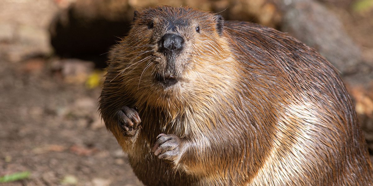 dcsandbrook's tweet photo. Morning. By popular demand, @TheRestHistory finally devotes an episode to the splendid country of CANADA ... and in his wisdom, @holland_tom has chosen to recount its history through the story of the BEAVER.

It's actually a really good episode. Honestly!

https://t.co/DKhOzSi0vn https://t.co/LEOnWa32uX
