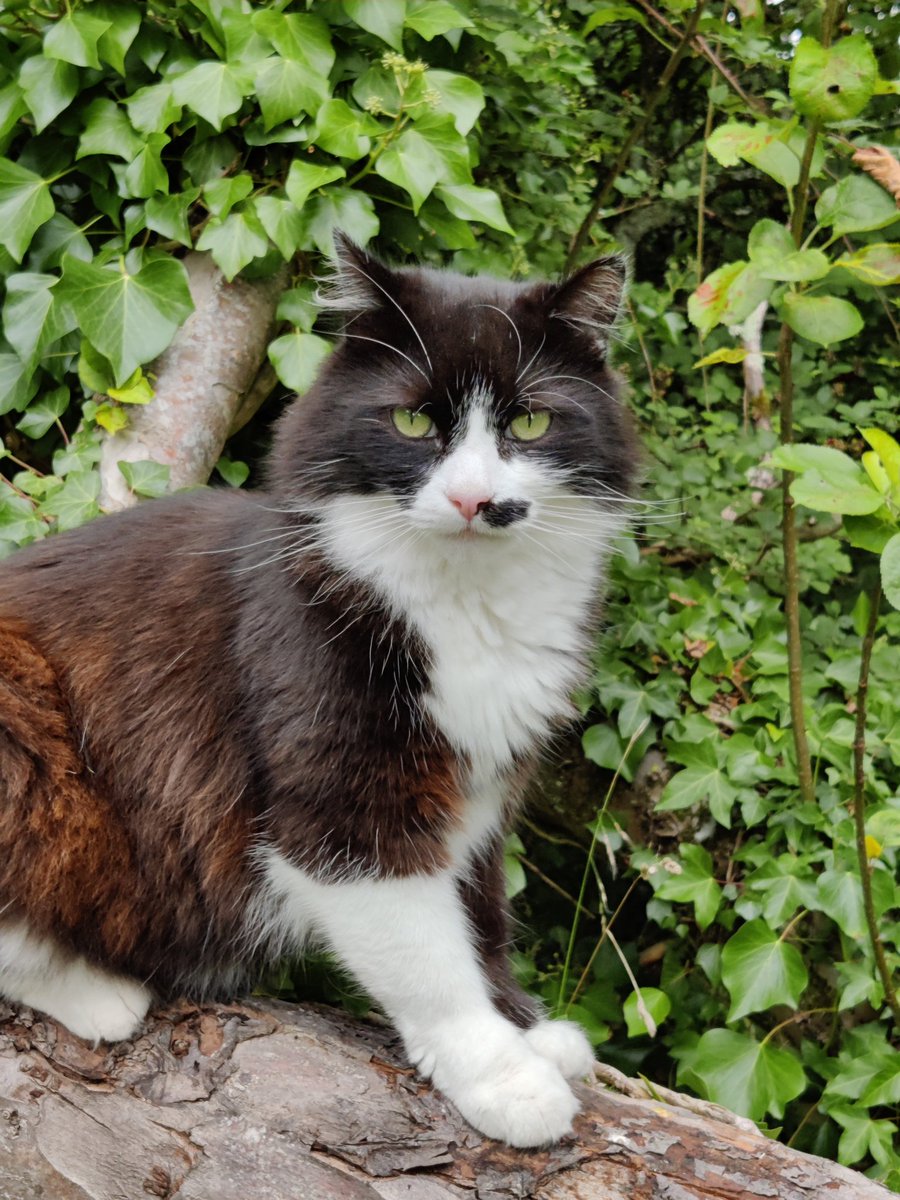 Littlemissgloom's tweet photo. @michaelscat2 This is our beloved 'Bouffle' who suddenly and sadly passed away this year and left a huge fluffy void in our lives. My children would love to see him included 🐱 https://t.co/yfQz7QxwrM
