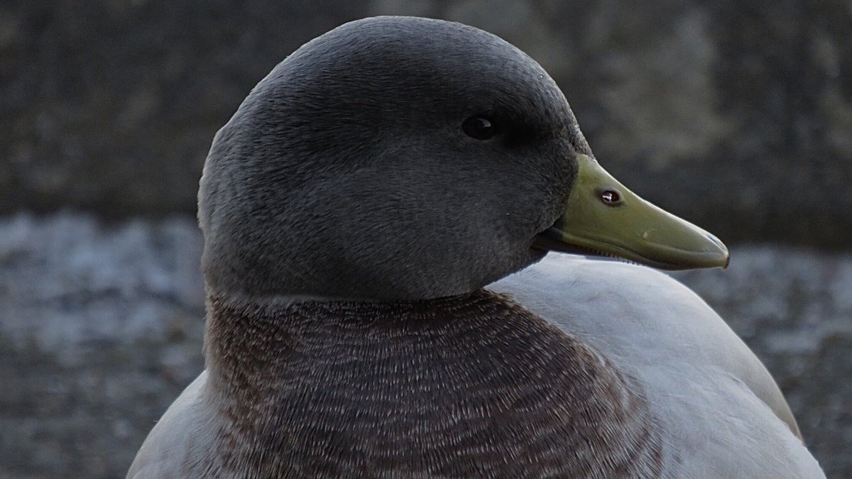 CurlewCrazy's tweet photo. Day #347 of my #BirdwatchExtra; some interesting Mallard hybrids who were very keen on making their presence known to everyone @STWDraycote! @RSPBEngland @Natures_Voice @Draycotebirding @WestMidBirdClub @WKWT @_BTO https://t.co/9pVFJXIBwV