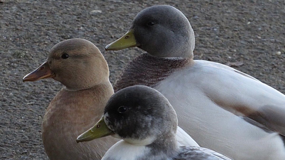 CurlewCrazy's tweet photo. Day #347 of my #BirdwatchExtra; some interesting Mallard hybrids who were very keen on making their presence known to everyone @STWDraycote! @RSPBEngland @Natures_Voice @Draycotebirding @WestMidBirdClub @WKWT @_BTO https://t.co/9pVFJXIBwV