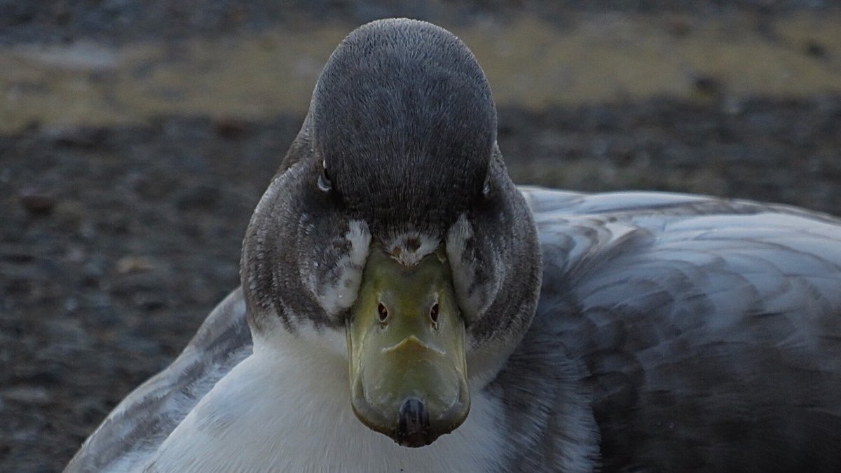 CurlewCrazy's tweet photo. Day #347 of my #BirdwatchExtra; some interesting Mallard hybrids who were very keen on making their presence known to everyone @STWDraycote! @RSPBEngland @Natures_Voice @Draycotebirding @WestMidBirdClub @WKWT @_BTO https://t.co/9pVFJXIBwV