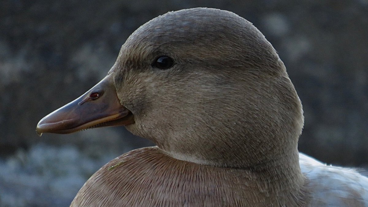 CurlewCrazy's tweet photo. Day #347 of my #BirdwatchExtra; some interesting Mallard hybrids who were very keen on making their presence known to everyone @STWDraycote! @RSPBEngland @Natures_Voice @Draycotebirding @WestMidBirdClub @WKWT @_BTO https://t.co/9pVFJXIBwV