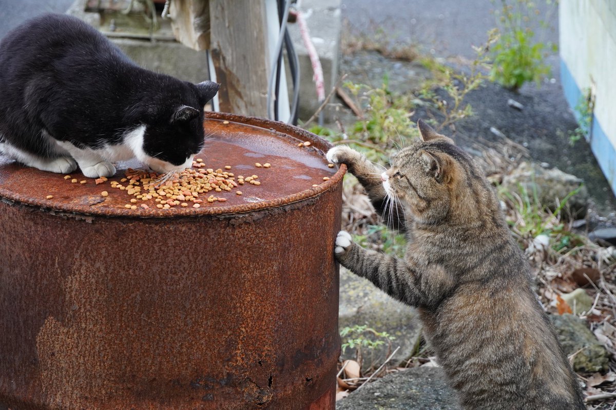 おはよーございます🐾 大泊港のどんべえとけんぞう どんべえご飯に出遅れ焦りぎみ