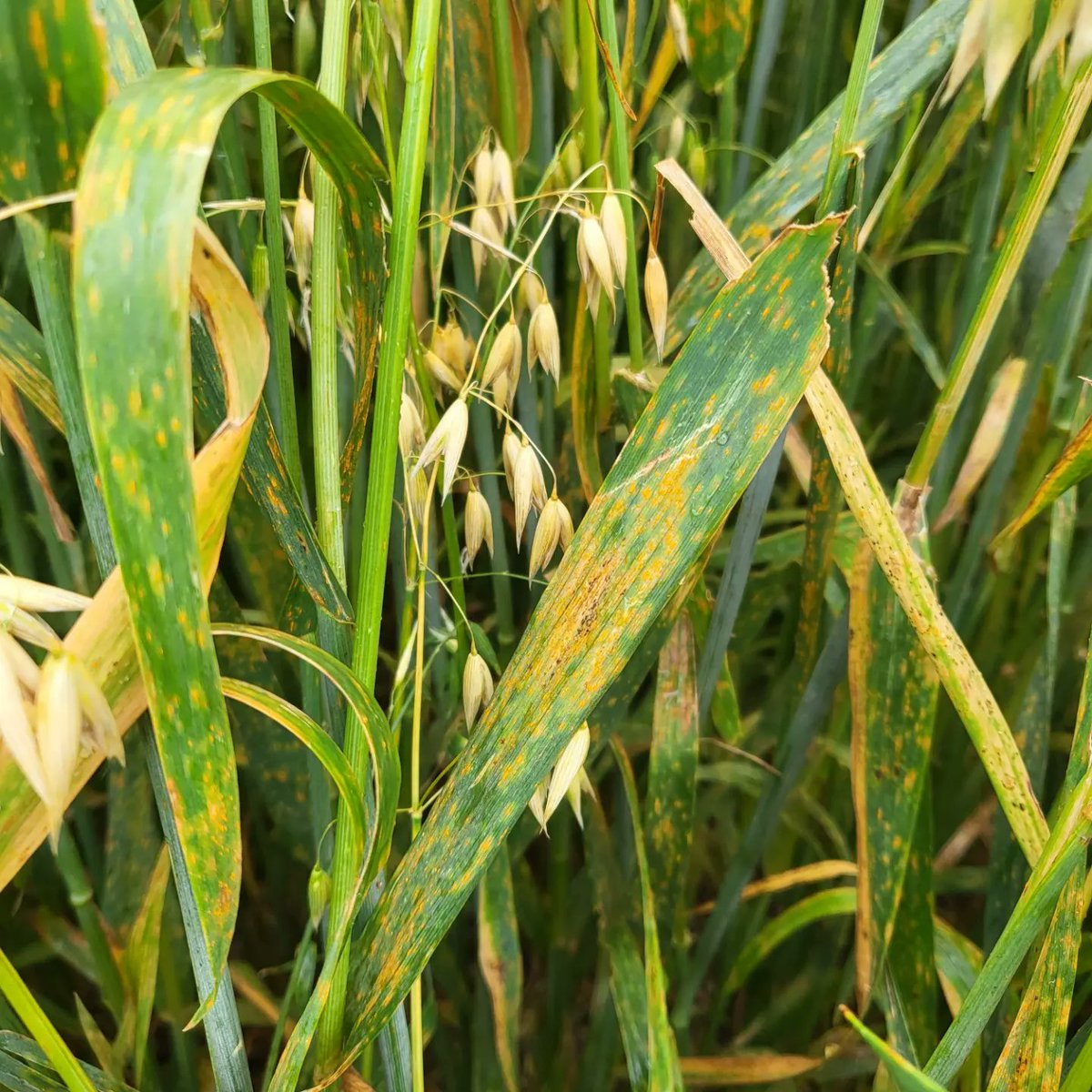 David A. Kaminski tweet media