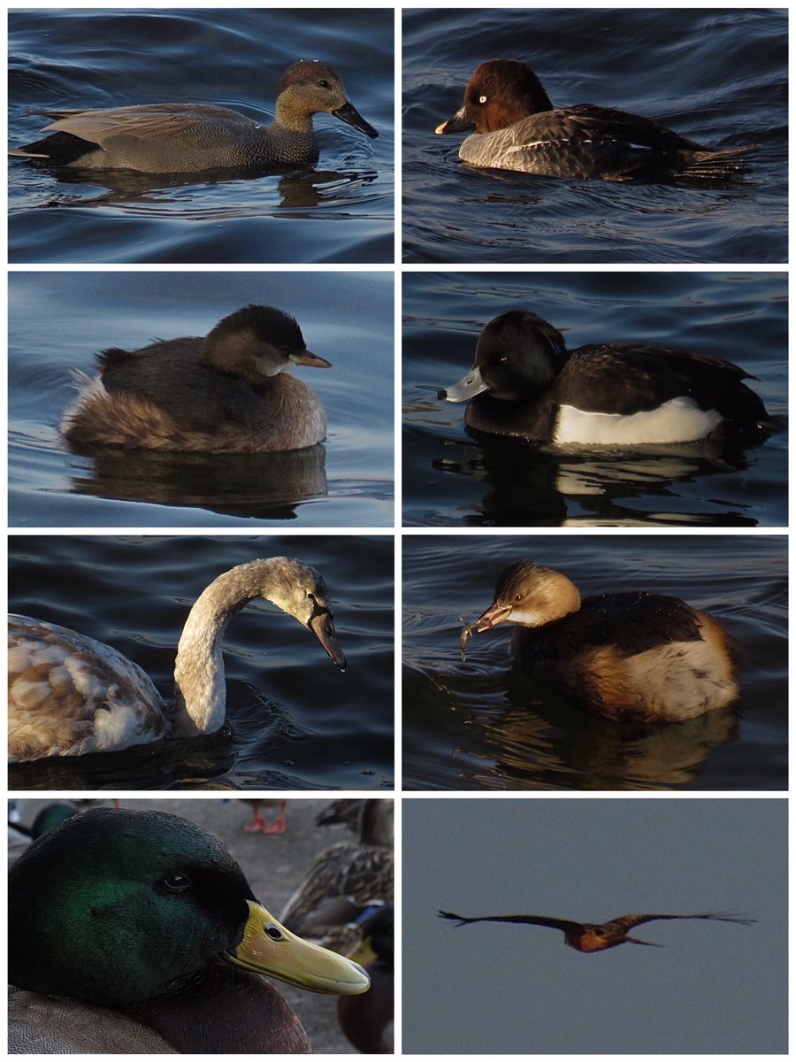 CurlewCrazy's tweet photo. Day #347 of #BirdwatchExtra ; more feathered memories including #gadwall, #goldeneye, & a #redkite flying over @STWDraycote! @RSPBEngland @Natures_Voice @Draycotebirding @WestMidBirdClub @WKWT @_BTO https://t.co/vciczuMRGR