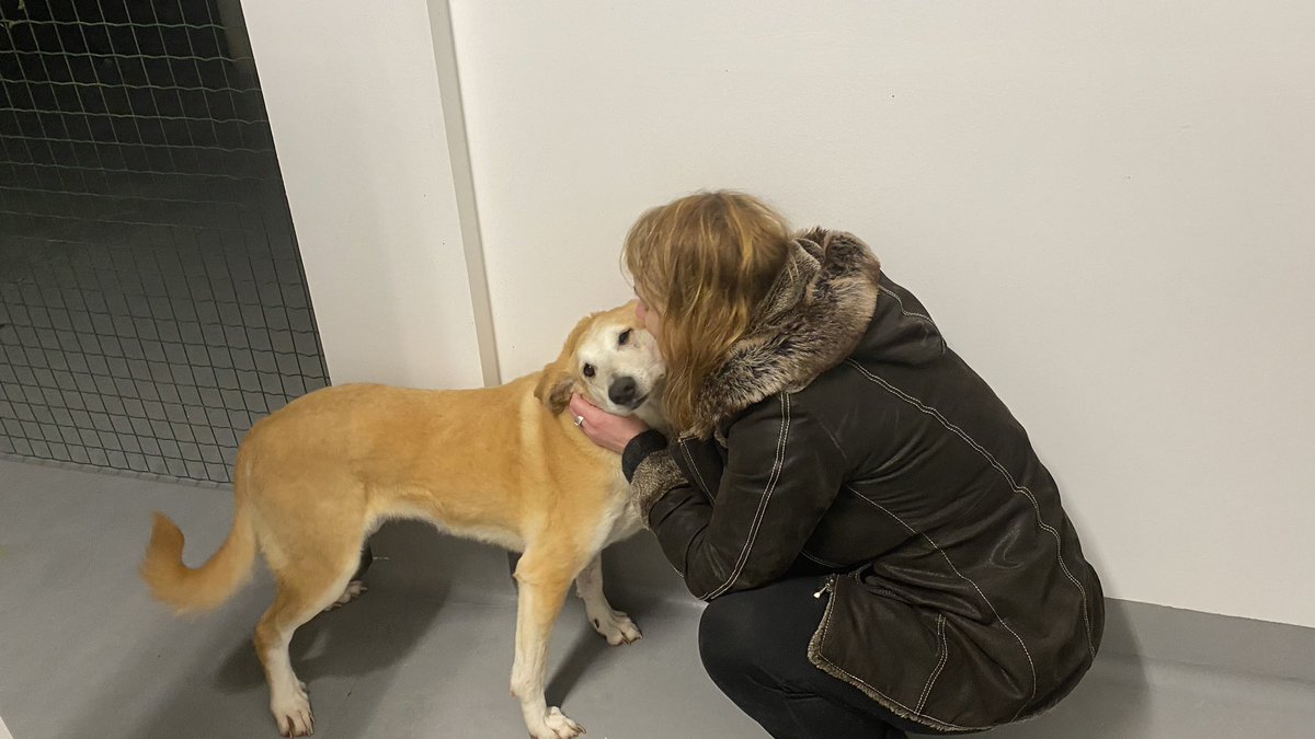 #HBARbarians #HBAR I’m auctioning 12 H Queens of Christmas to help Instinto (rescue shelter) pay as much vet debt as I can, 1 vet already stopped seeing animals from them. Every day until the 23rd 1 will be auctioned. Join us on discord to help out! I was there today ❤️ #Hedera