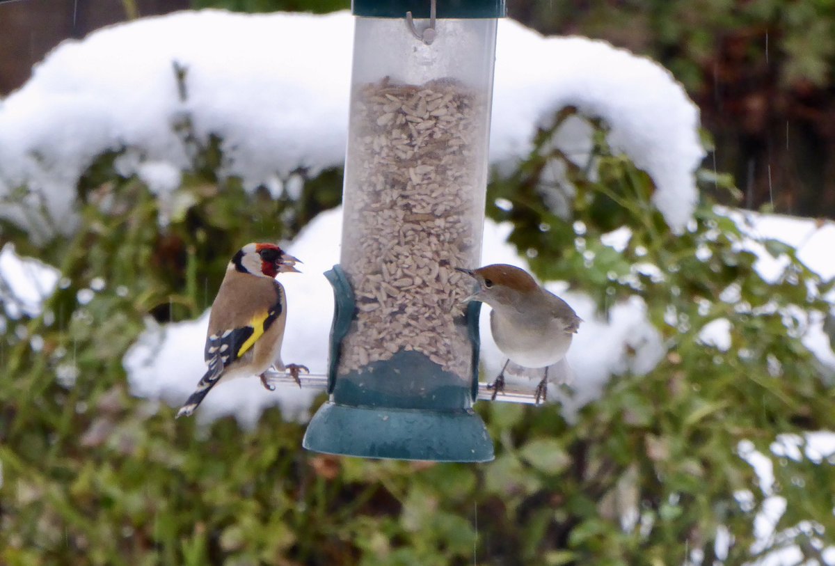 RebeccaHarriso7's tweet photo. @HansonsUK @HansonsAuctions The cold weather last winter caused a twitter spat in our garden! https://t.co/49EevmaX7g