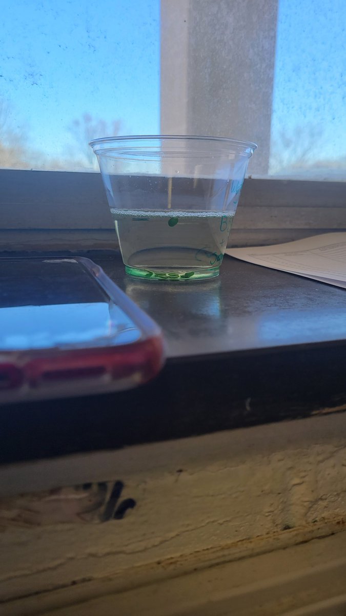 Ms. Russo's AP Bio class learning how to measure the rate of photosynthesis using the floating leaf disk procedure.