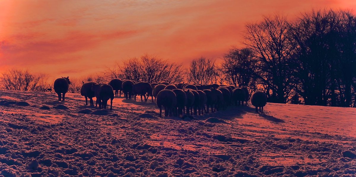 AledHall's tweet photo. Bant a nhw i gael eu swper ar noson oer ond hardd…Nos da bawb👌🏼😃🐑🐑🐑❄️❄️❄️

Off they go for their supper on a cold but beautiful night…Nos da everyone👌🏼😃
❄️❄️❄️🐑🐑🐑
@StormHour @ThePhotoHour @SnowHour @Ruth_ITV 
@ItsYourWales @lleoldotcymru 
#WestWalesWinter🏴󠁧󠁢󠁷󠁬󠁳󠁿 https://t.co/jFYpNdxdrU