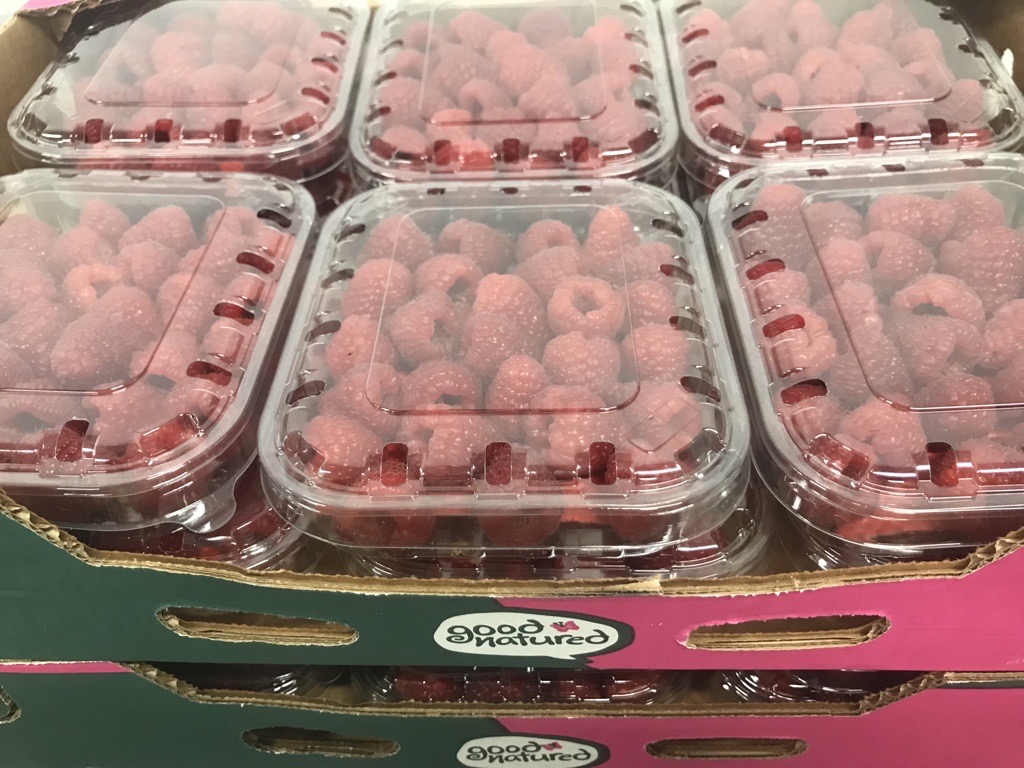 Delicious Good Natured Adelita Raspberries available 12x125g clamshells - Contact us to order yours today! 
#AngusTradingTeam #Blueberries #TheBerrySpecialists #Adelita #Hospitality #FreshProduce #SoftFruit #Raspberries #Catering #Wholesale #Trading #FoodMarket #FreshFruitMarket