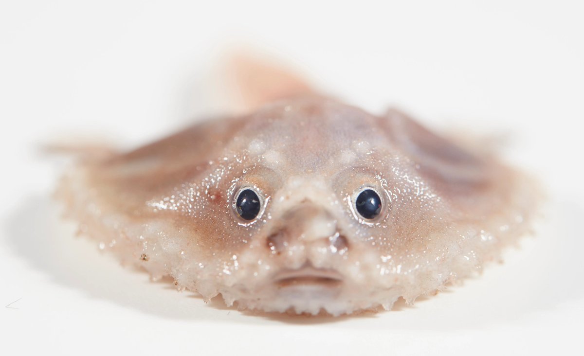 The deep-sea batfish

[📷 Ben Healley/Museums Victoria]
[read more: buff.ly/3hoIirP]