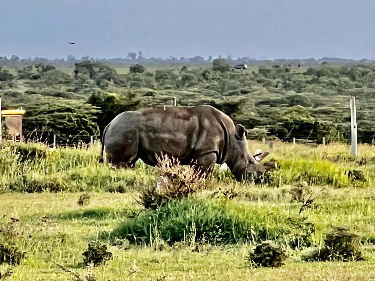 chickpeaman's tweet photo. Arrived in nanyuki early so squeezed in a quick game drive @OlPejeta - a & saw the last 2 northern white rhino on the planet - both females so species is functionally extinct - a privilege but also quite depressing. Sun setting on this magnificent animal #exctinction #rhino https://t.co/AgtOk4YO4Y