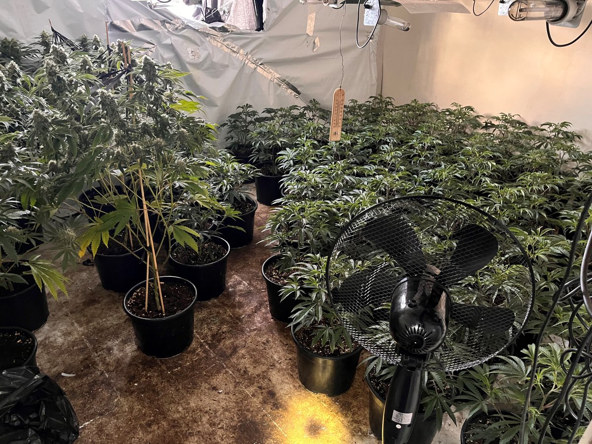 LadywoodWMP's tweet image. Today, officers from Ladywood Neighbourhood team have executed a search warrant whereby over 400 plants in various states of growth have been seized and two in custody for cultivation. @WMPolice #communityintelligence