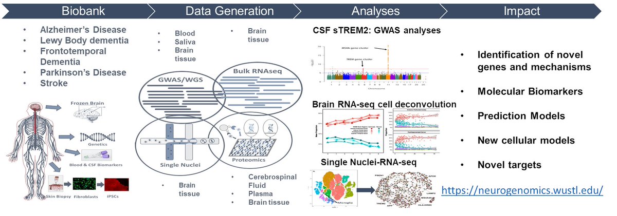 Proud to announce the release the @WUADRC GWAS dataset that includes 4,500 #AlzheimersDisease cases, controls and other dementias, on <a href="/niagads/">NIAGADS</a>  dss.niagads.org/datasets/ng001…. We have also generated multi-tissue multi-omic data (niagads.org/knight-adrc-co…) for this dataset.