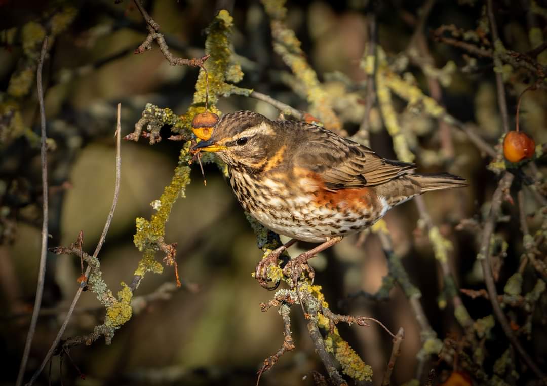 franks_ste's tweet photo. One Of Our Winter Visitors,, Redwing At Cowpen Bewley, 14/12/22.@teeswildlife @DurhamBirdClub #TwitterNatureCommunity, https://t.co/TQJ6ZAy9SI