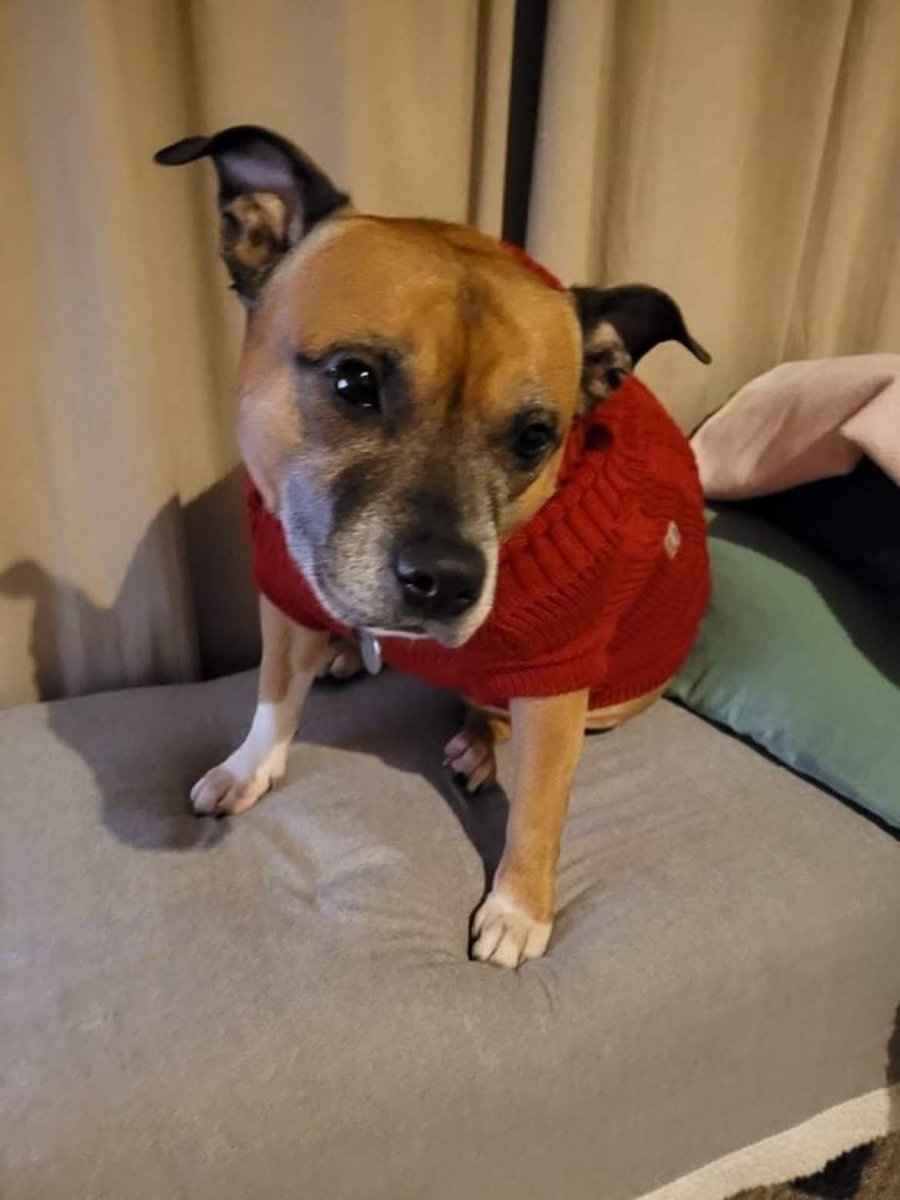 StaffiesRescue's tweet photo. 💜 🐾 Hello everyone my name is Penny.
My Mum has died and sadly I need to find a new home.
I'm a loving calm girl who is looking for someone to be around most of the time.
I am not used to living with little people and at 9 years old I would prefer a quiet retirement home.🐾💜 https://t.co/miz3jv6tCV