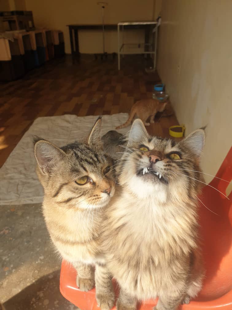 KSARshelter's tweet photo. Woof-noon #KSARpack. Terry, your favourite Barketing manager reporting on duty.
I tried finding the right caption for this picture but I have no idea what in the huckleberry is going on there.
Meet Shaiqa and Shahin.
#RescueCats #RescueDogs #AnimalRescue #AnimalWelfare https://t.co/ZHm7T7qWHV