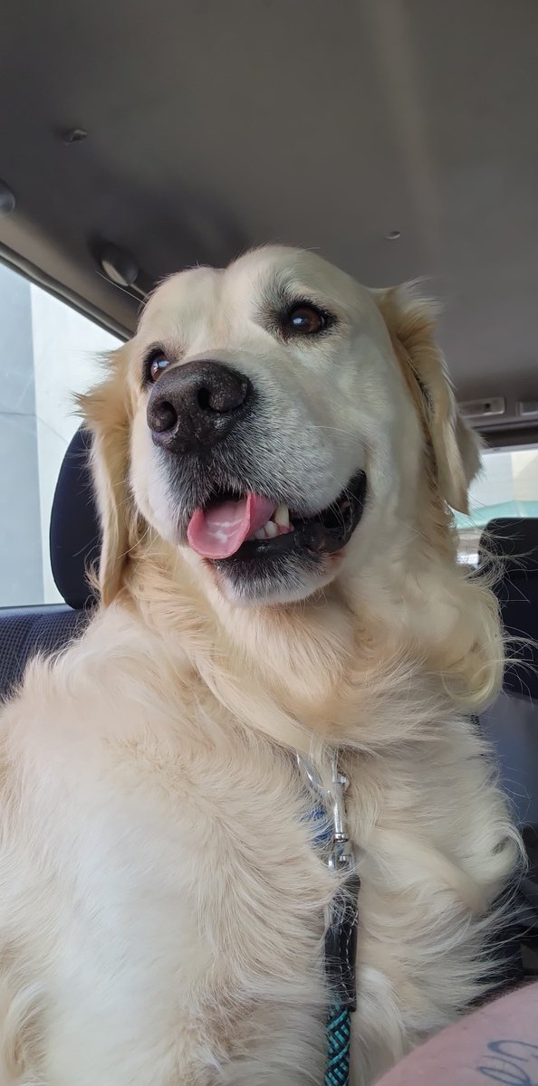 deekayed_'s tweet photo. @EggsOverAzeroth 
My 8yr old golden Jasper https://t.co/wqQxhgxRAr