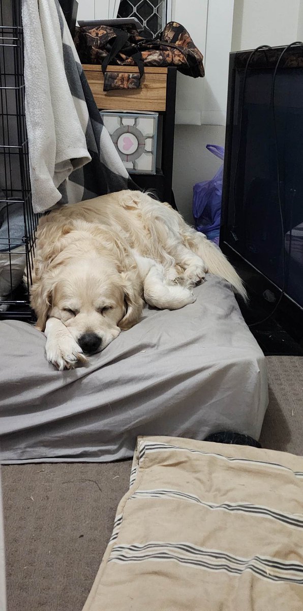 deekayed_'s tweet photo. @EggsOverAzeroth 
My 8yr old golden Jasper https://t.co/wqQxhgxRAr