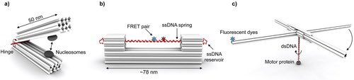 DNA_Nanotech's tweet image. Mechanical DNA Origami to Investigate Biological Systems
onlinelibrary.wiley.com/doi/10.1002/ad…