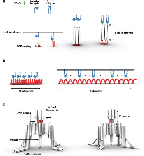 DNA_Nanotech's tweet image. Mechanical DNA Origami to Investigate Biological Systems
onlinelibrary.wiley.com/doi/10.1002/ad…