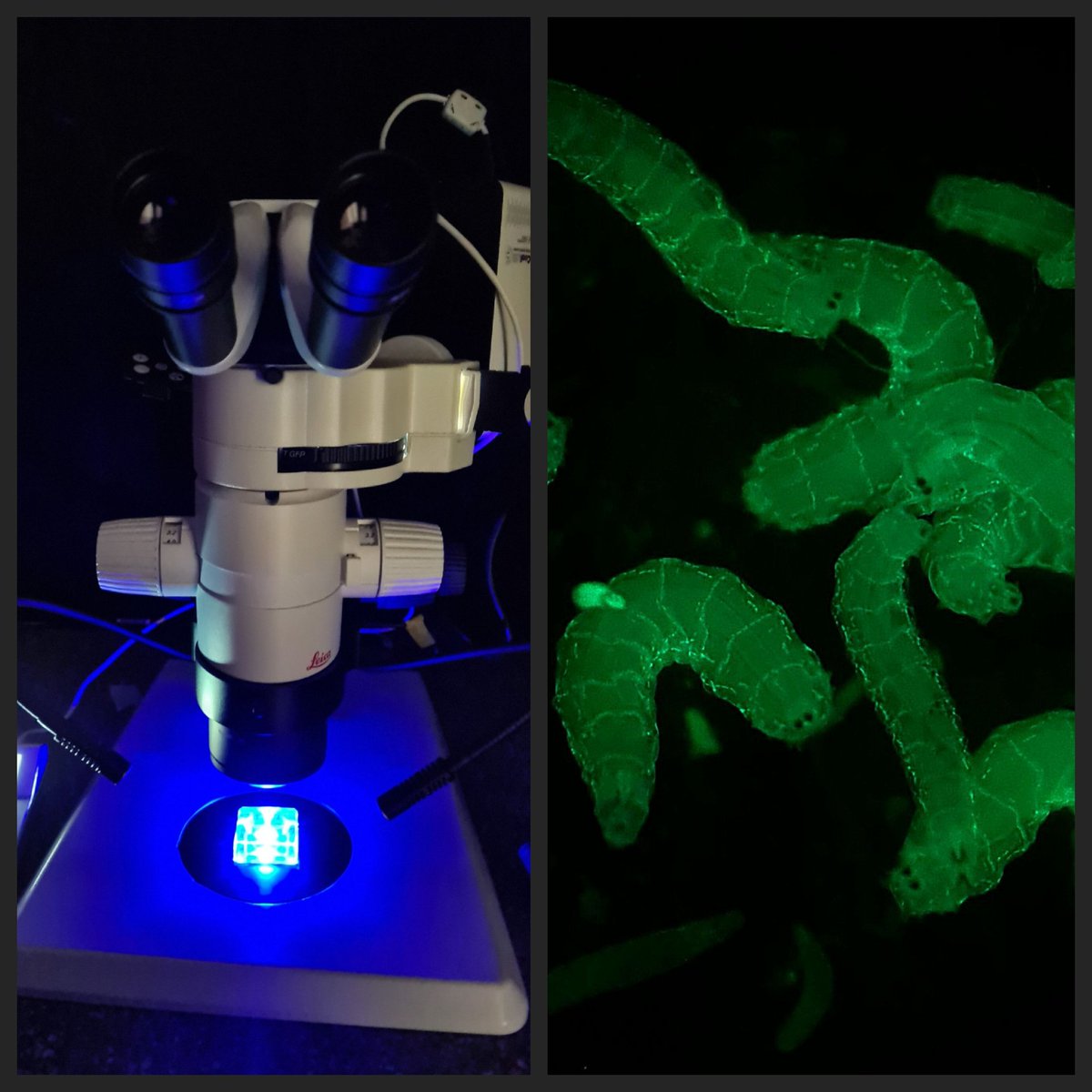 Hahn Lab tweet media