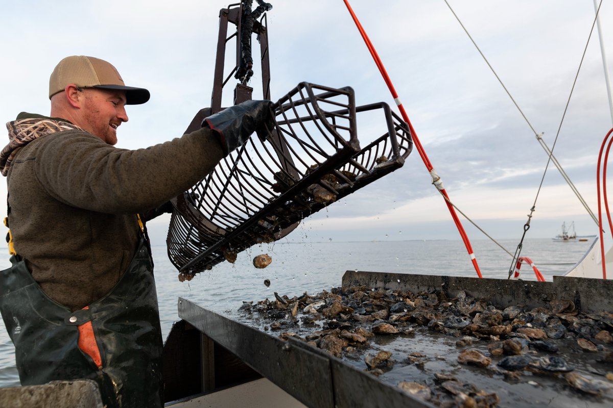 Politicat on Twitter "Best Oysters Rockefeller at Paul’s Homewood Cafe