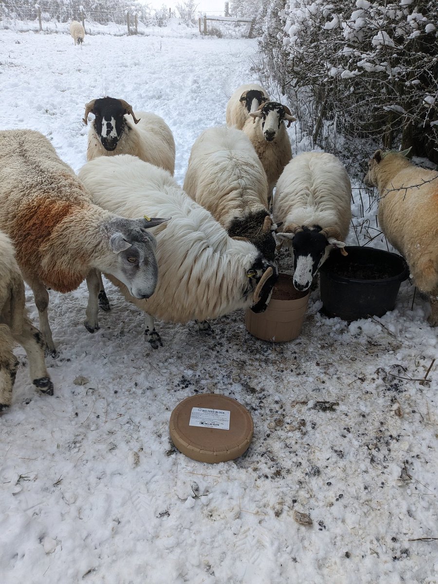 Still a bit of snow hanging around. The temperature hasn't come above freezing for several days so the ewes are getting through the hay. These are #KendalRoughFell ewes (and a few Vendeen mules and my last remaining Badger Face Welsh Mountain) with the Blue Faced Leicester ram.