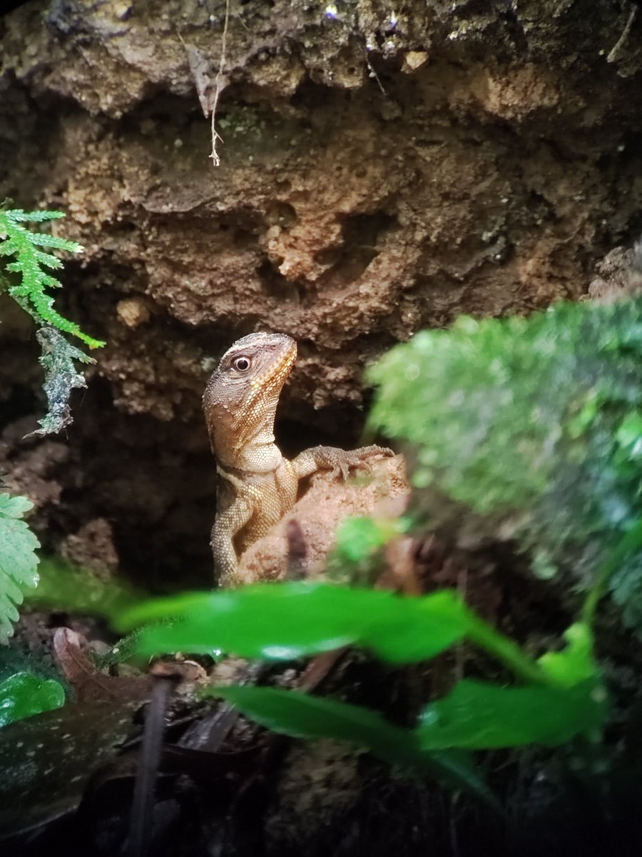 littlehobbo1's tweet photo. Time to say goodbye Panama. Amazing views of mammals, reptiles and stunning birds. #canopytower #canopylodge https://t.co/a4pk8AxRSJ