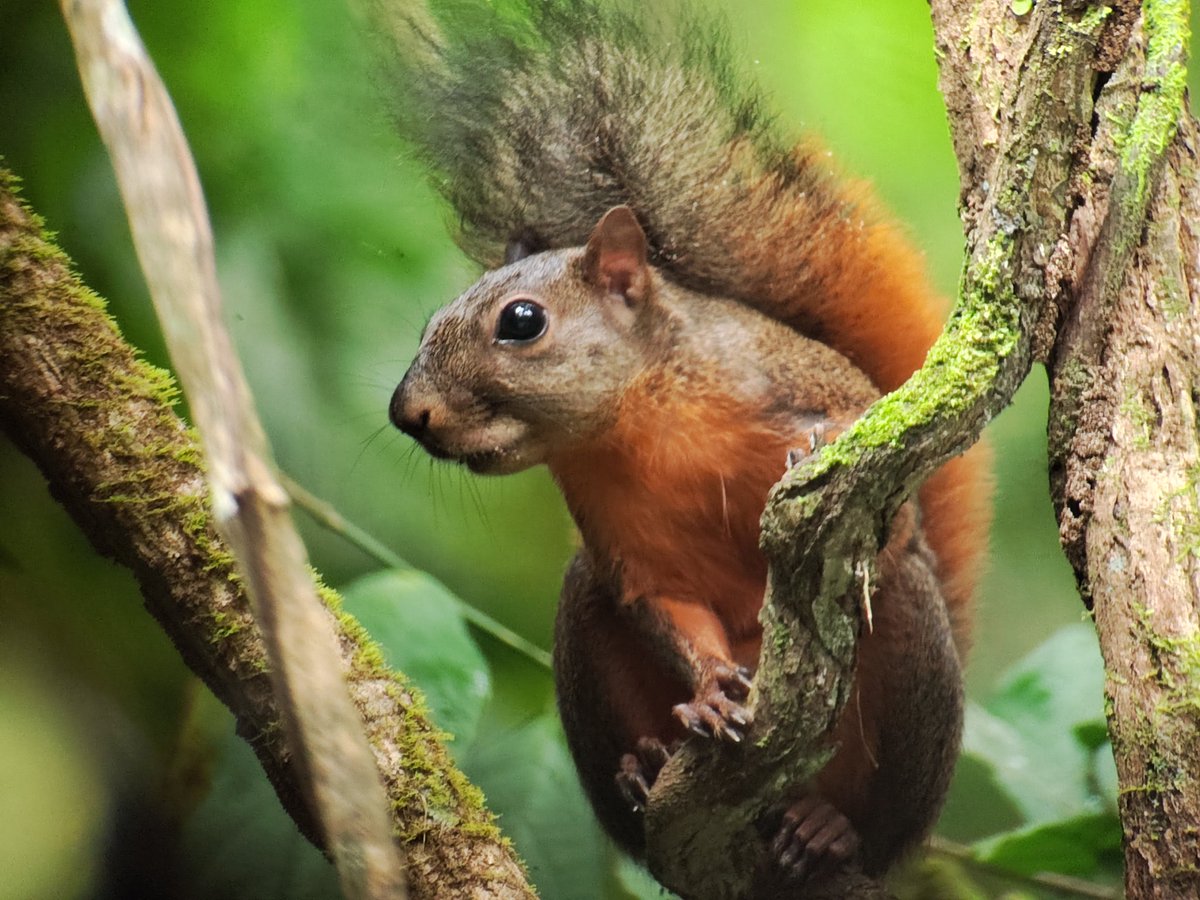 littlehobbo1's tweet photo. Time to say goodbye Panama. Amazing views of mammals, reptiles and stunning birds. #canopytower #canopylodge https://t.co/a4pk8AxRSJ