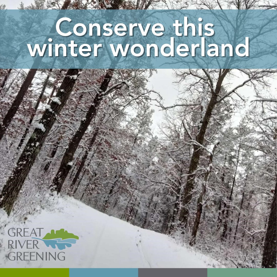 greatrivergreen's tweet photo. Your generosity supports the work of Wiley, @greatrivergreen's Central MN Sr. Program Mgr., whose upcoming project will transform this forest to a Jack pine &amp; bur oak savanna. Looking to close this year strong, we ask that you please consider a gift today. https://t.co/4uc2fAEutL https://t.co/IB6dFk3mkA