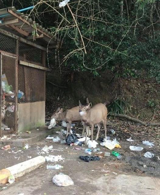 vnomenon's tweet image. คิดว่าขยะพวกนี้เก็บแล้วไปไหน ? มันก็ไม่พ้นจุดที่ ทิ้งขยะ ในพื้นที่ สัตว์มันจะรู้ไหมว่าแดกไม่ได้ไม่ได้ ?

ถึงเวลาบอก น่าสงสารจังเลย

ดูเป็นคนดีขึ้นมาทันทีเลยทีเดียว