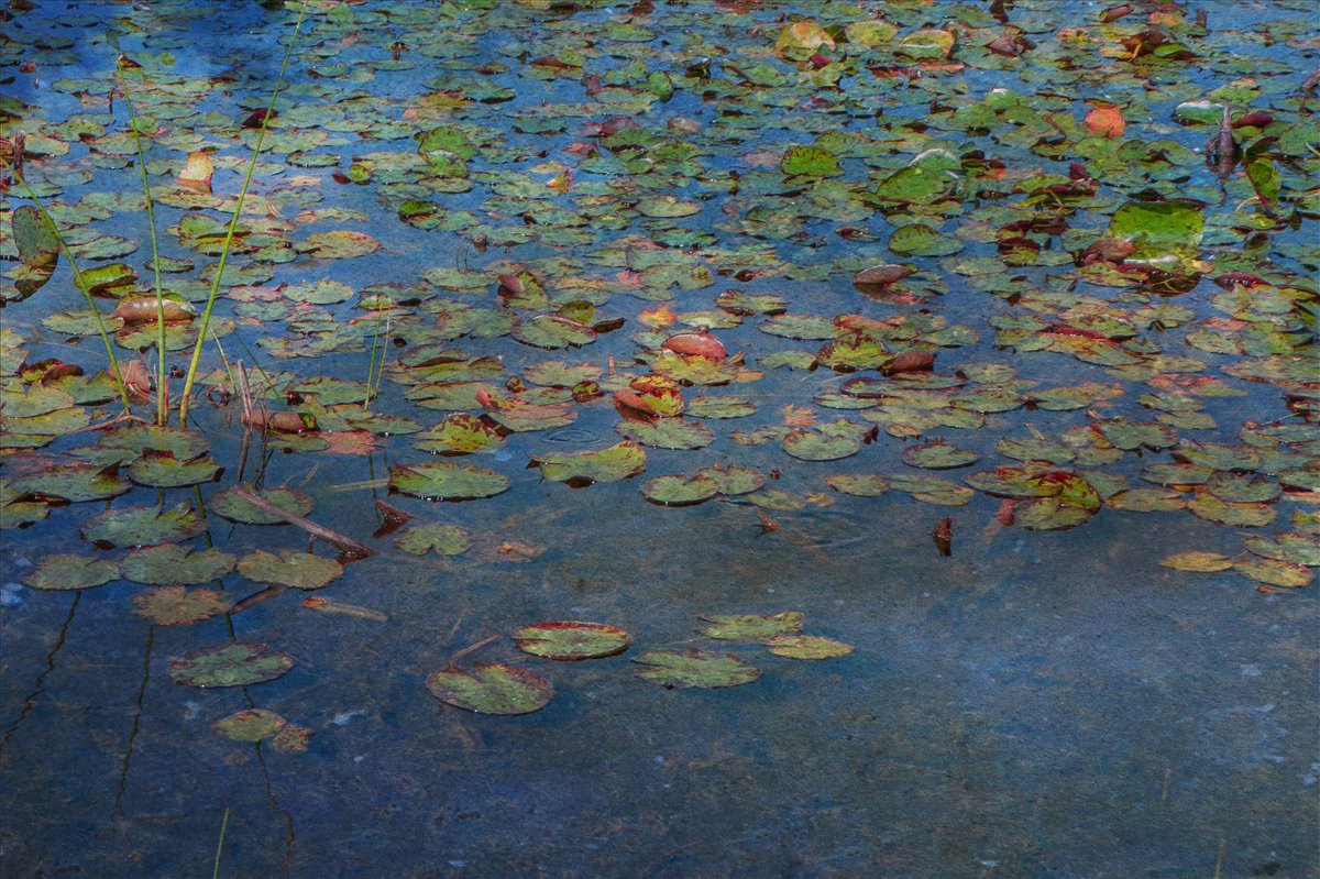 samanthacavet's tweet photo. He had a passion for depicting natural light and how it can affect the life we see around us. 

He painted the same subjects over and over for this reason. 

The more I looked at his work, the more I understood this. https://t.co/anNYcc7HuC