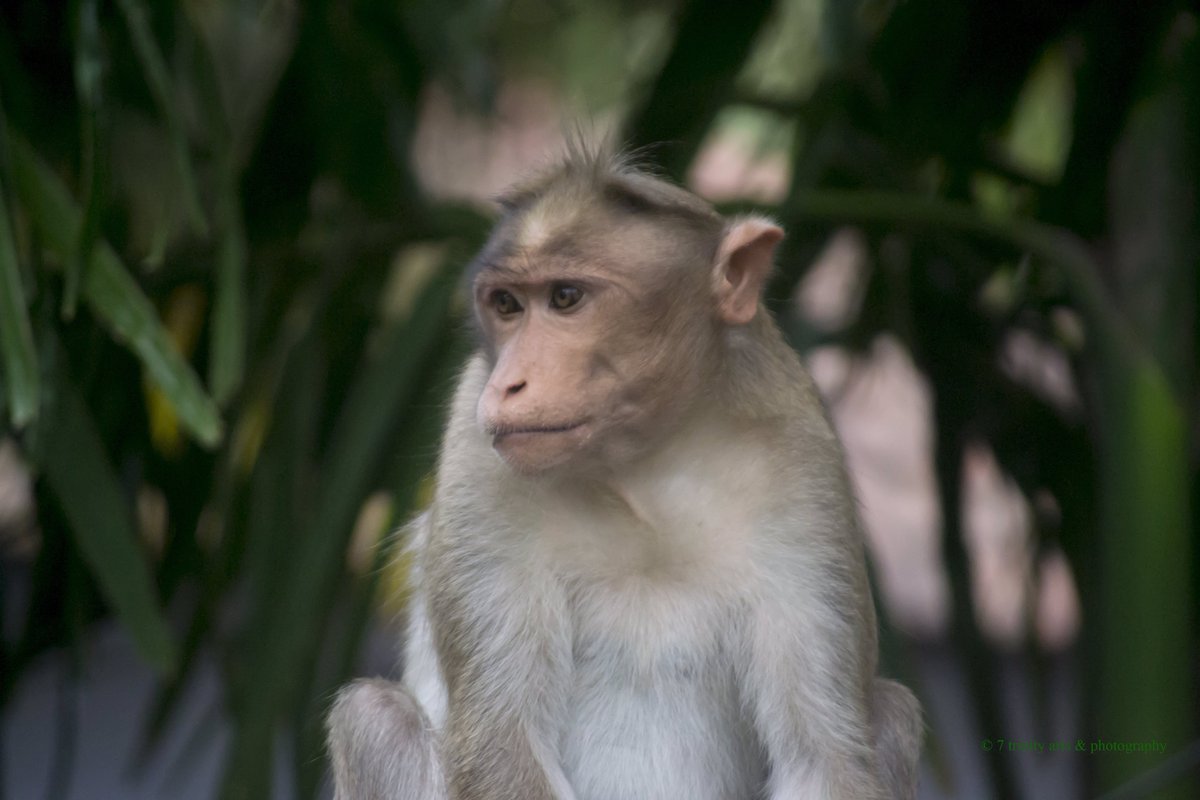 tgstalin's tweet photo. Their homes and living areas has been destroyed day by day for our human comfort and selfishness. So the Great Monkey king visits the human living areas for food and shelter. #NikonD3100 Spot:Home #WorldMonkeyDay #savemonkey #saveanimalkingdom #Stalintgphotography #SaveForest https://t.co/3SeRwuFFPf