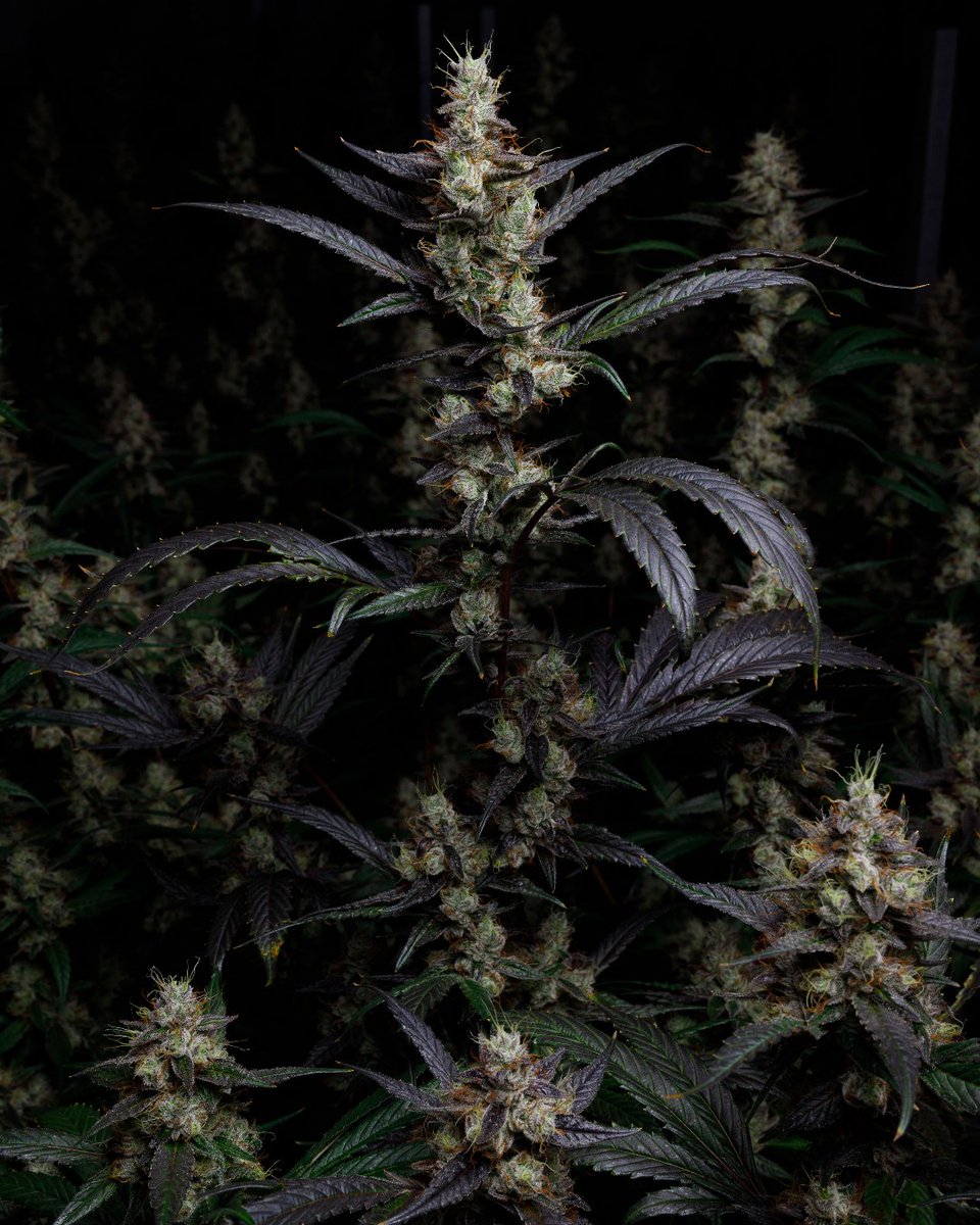 Crafted with care, raised by hand. That’s how we grow all our BC craft bud. And our newest, Organic BC White Grape OG, is no exception. Bred from The White and Lemon OG genetics, Organic BC White Grape offers an exquisite experience chock-full of sour grape and gas notes. 🍇⛽