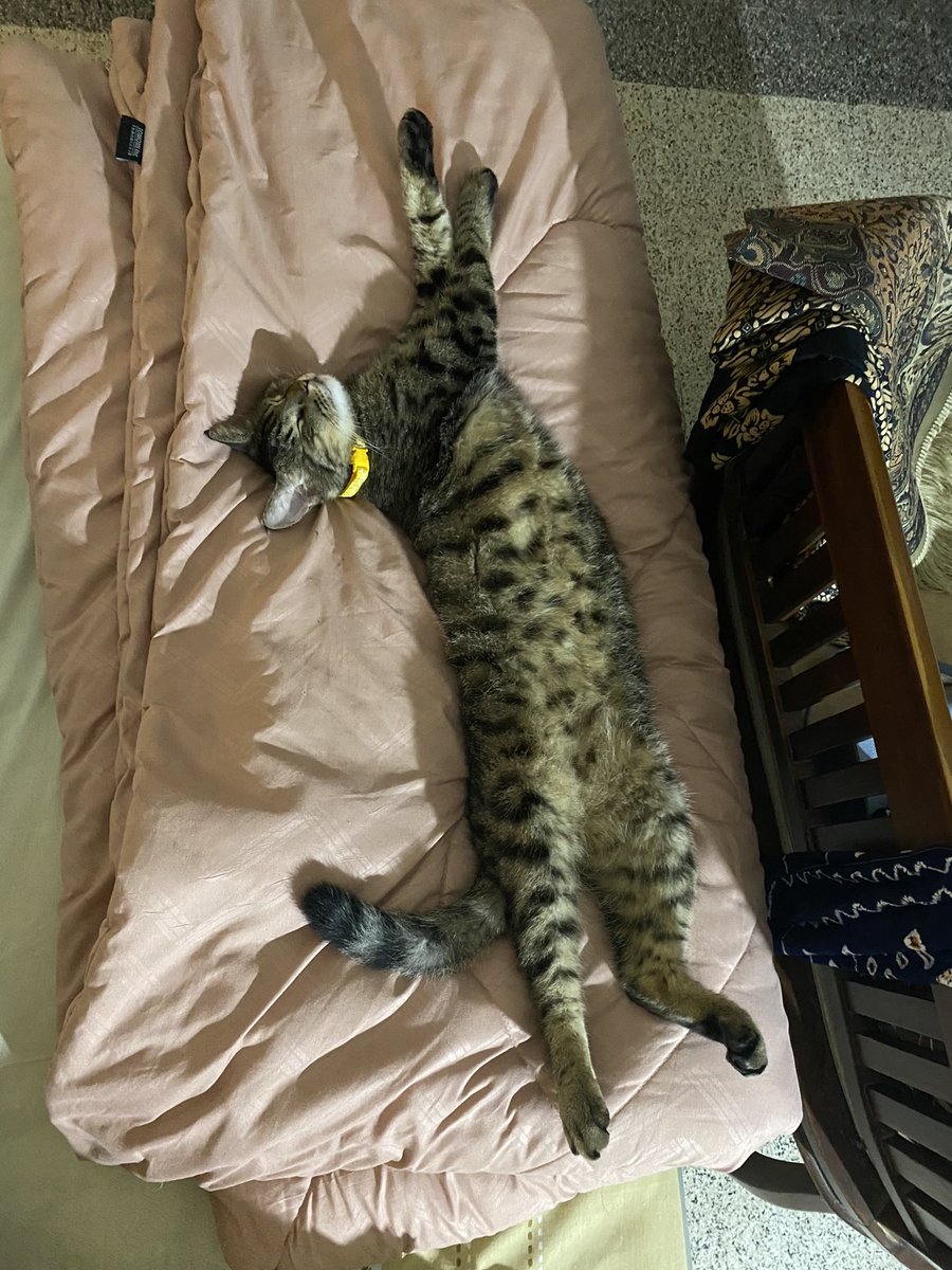 Mili,Bas,Picco,Oyen tweet media