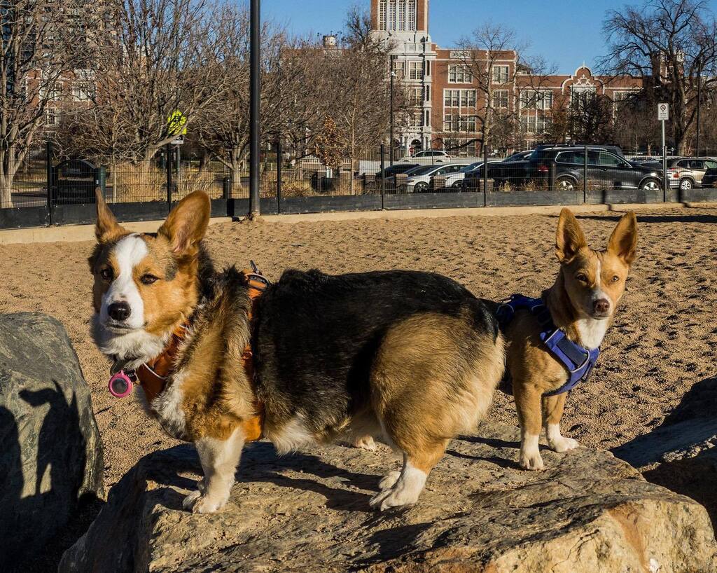 CorgMarshall's tweet image. I have a little sister now. She’s called @QueenPollyJean … or Polly, PJ, Polly Jean Harvey. She was called Cheerio at the shelter … so some people call her that.

She was found by a highway and surrendered to @MaxfundAnimalShelter, Denver’s fab #noki… instagr.am/p/CmKCMdop__Z/