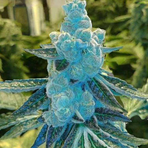 ipotlive's tweet photo. Blue Widow?? https://t.co/ARwfJtloCL