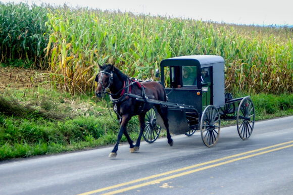 ClaimToolkit's tweet image. DE: No Uninsured Motorist Coverage for Horse-Drawn Buggy #UMcoverage #accident #horses #buggyaccident #nohorsingaround ow.ly/pEO050M3ckT