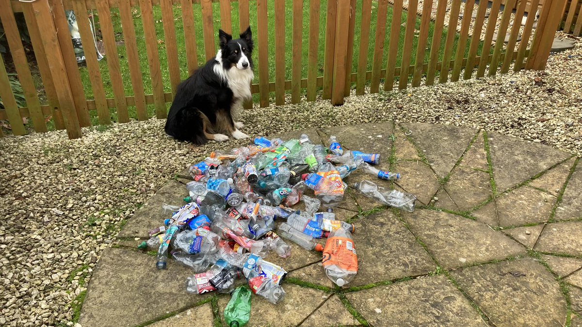 Goodable's tweet photo. This is Scruff.

Every day while out for a walk, he picks up plastic bottles and brings them to his owners to recycle.

He's helped recycle more than 1,000 plastic bottles so far. https://t.co/k0VFL4nPp0